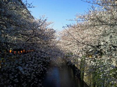 中目黒の桜