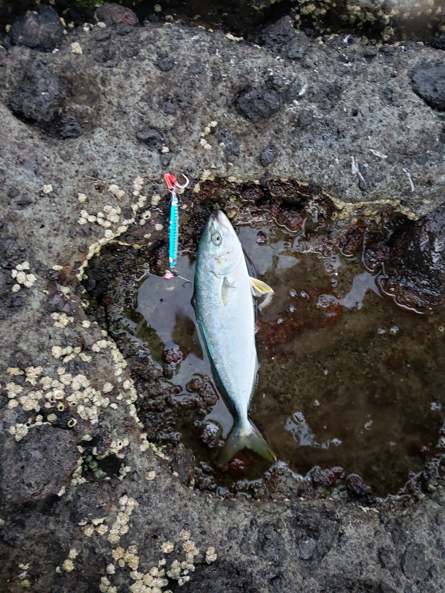 100均ジグでフクラギ釣り ごっこまの釣り 楽天ブログ