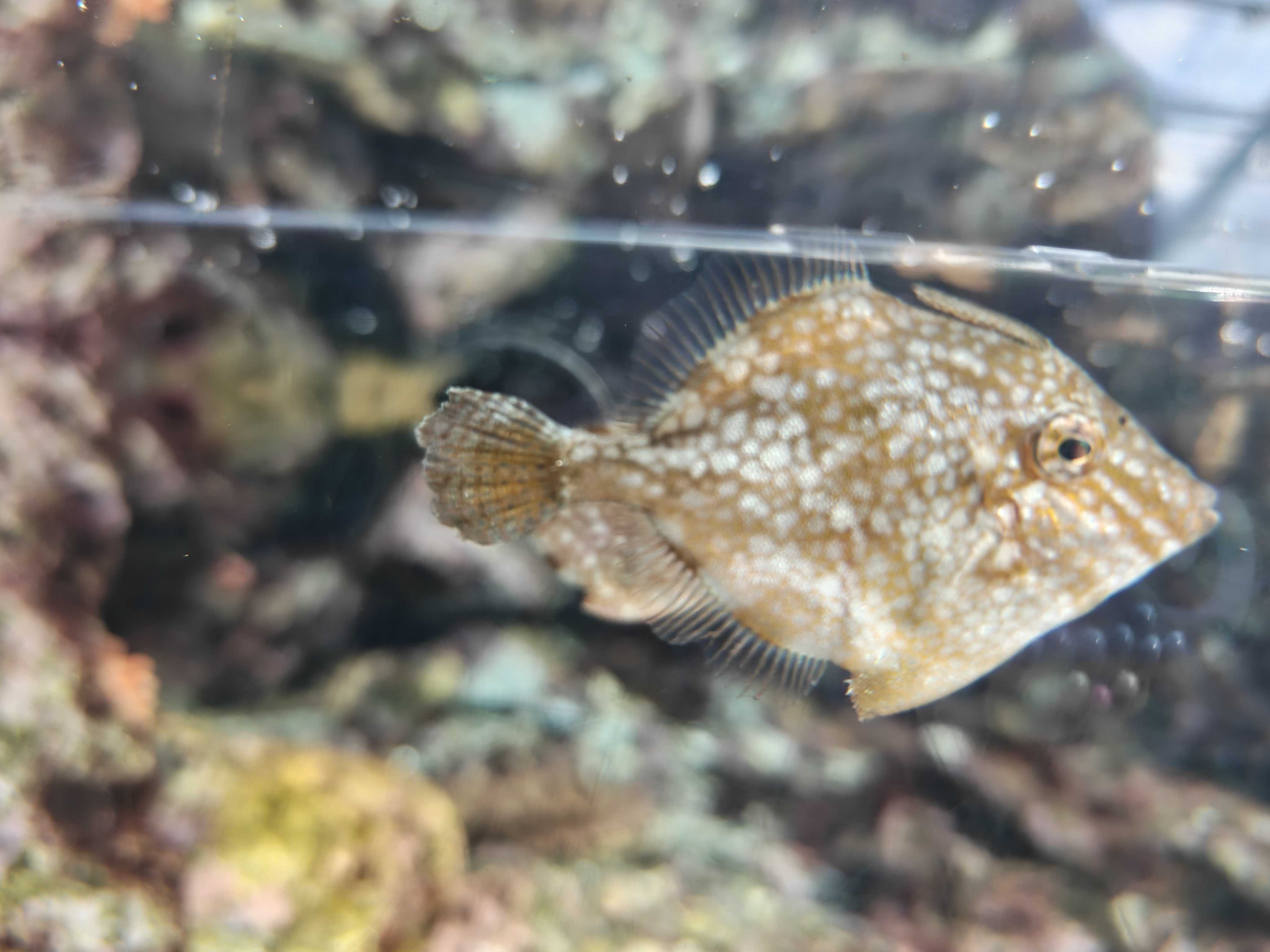 アクアマリンふくしま　アミメハギ