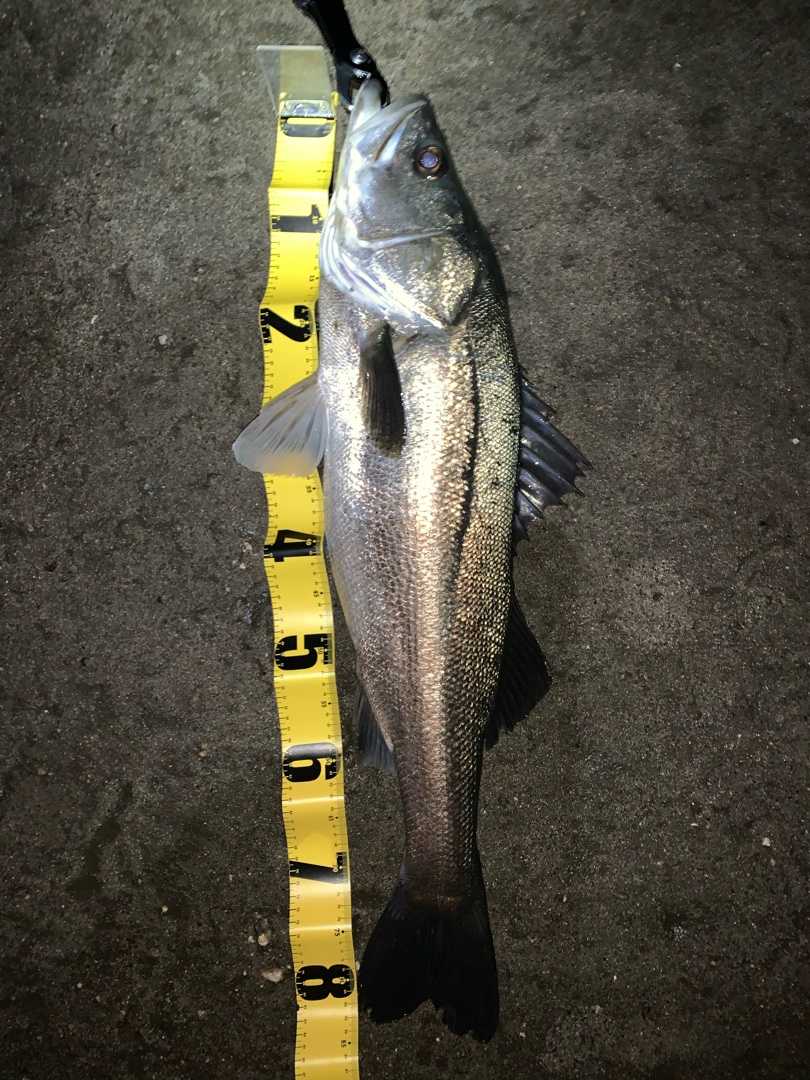 シーバスロッド インプレ Middle Aged Fisherman 楽天ブログ