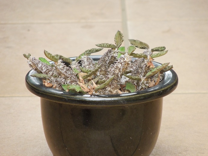 ユーフォルビアデカリー7-18