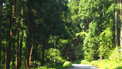 山の道　6.21　2016　ｐ