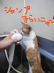 conv0706.JPG