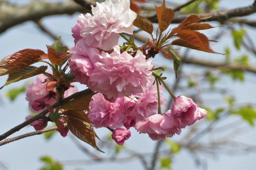 桜ソメイヨシノは散り始め 牡丹桜 八重桜 が咲き始める 大分金太郎の花鳥蝶月 楽天ブログ