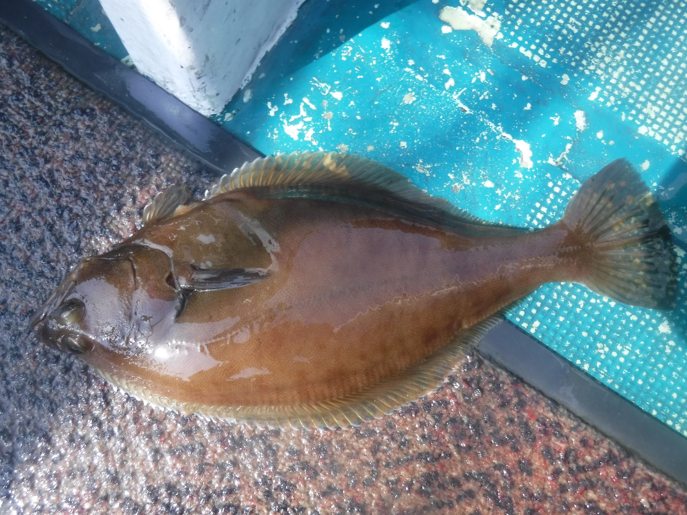 北海道の釣り タイラバ インチク等紹介 日本の釣りと世界の釣り タイラバ釣行記 楽天ブログ