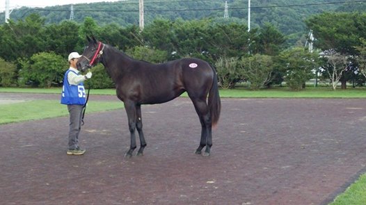 マーゴーン2013.jpg