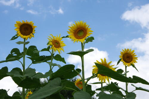 花の丘のヒマワリ