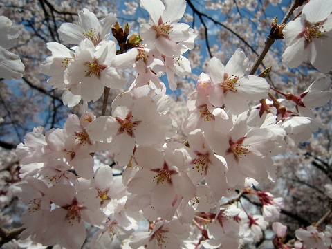 高遠桜1.JPG