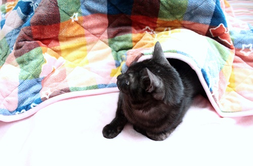 ジュニア (11).JPG