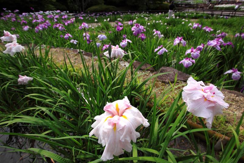 菖蒲園_004.jpg