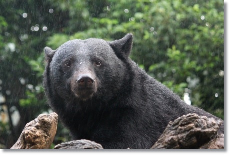 東京旅行-99 エゾヒグマ-1 13.10.5