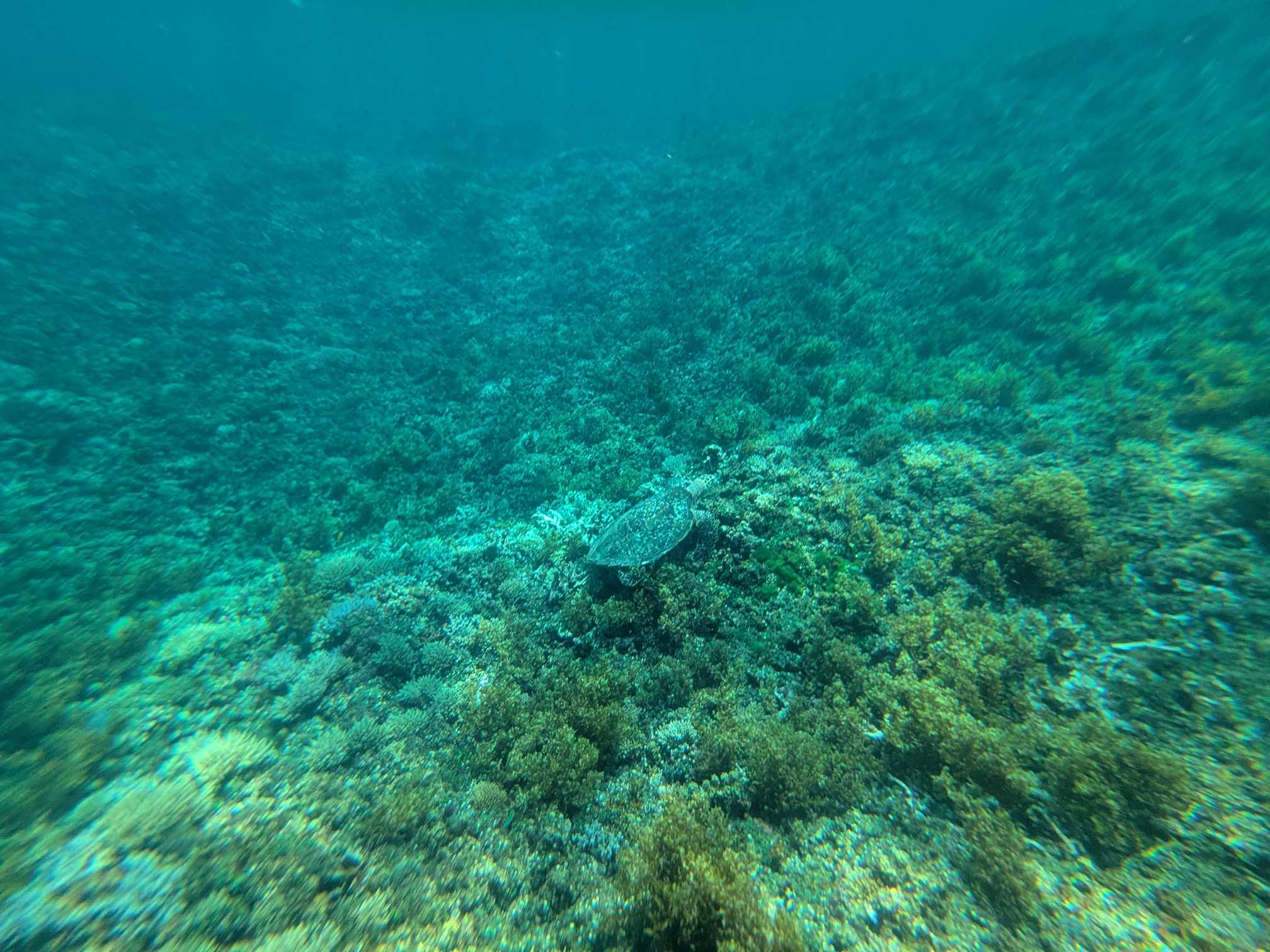 西表島　海猫　アクティビティツアー　子連れシュノーケル　ウミガメ