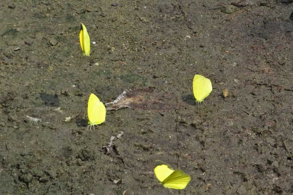 498