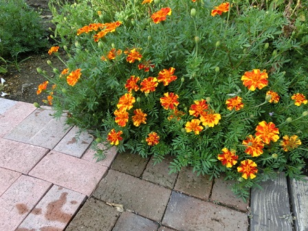 マリーゴールド