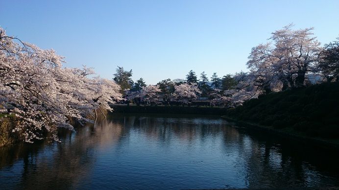 桜の開花は スタッフブログ ベストウェスタン ザ ジャポナイズ米沢 公式