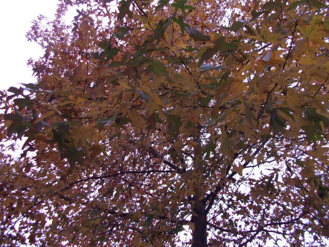 DSCF0992.JPG
