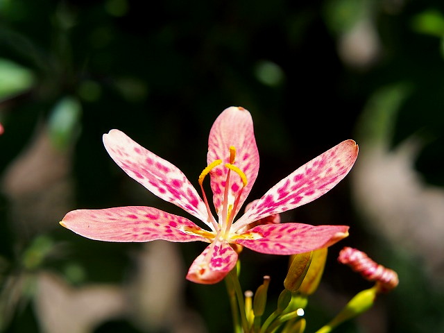 P7300361.jpg