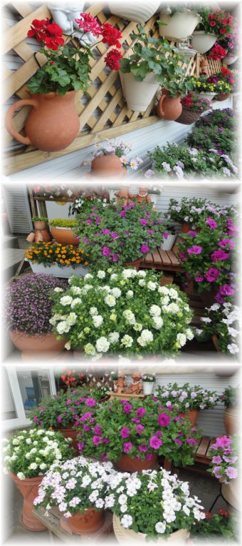 本日のマイガーデンの様子