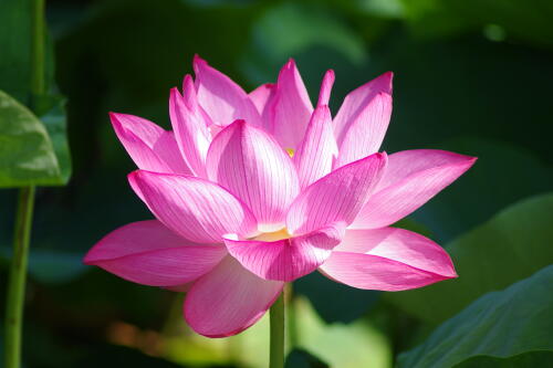 上野不忍池の蓮の花