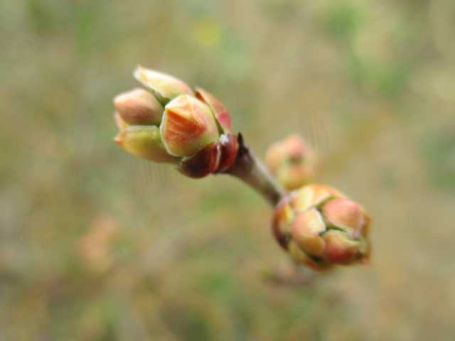ブルーベリーの花芽が開きつつあります 園芸備忘録 楽天ブログ