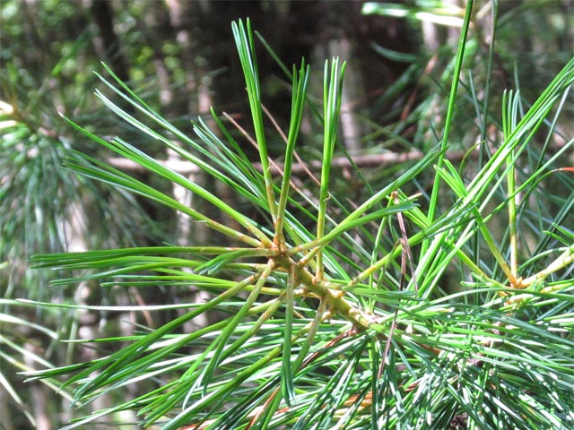 03Pinus koraiensis.JPG