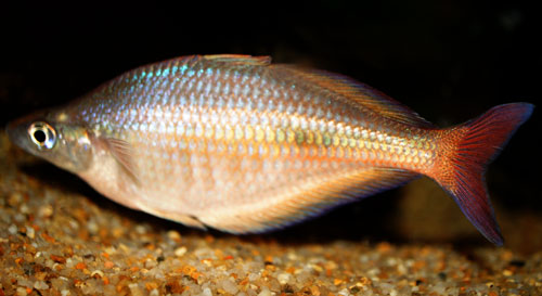 キラセリナ・ファスキアータ