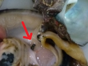 P1110029 - コピー.JPG