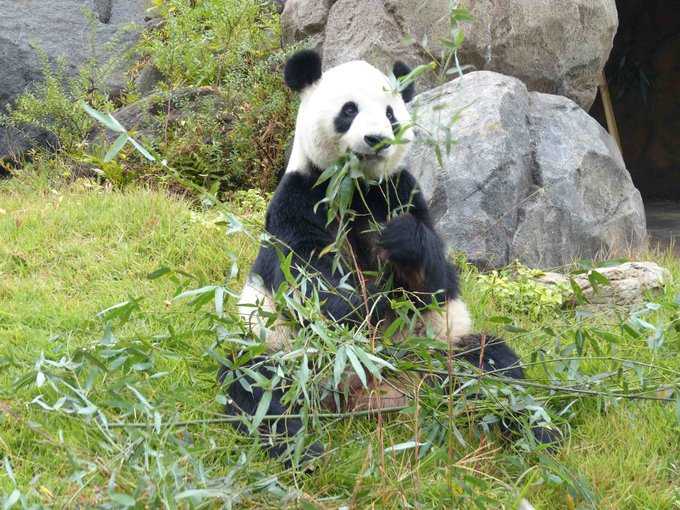 上野動物園 パンダのもり Inkyoのたわごと 楽天ブログ
