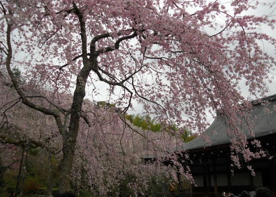 2016‐4　天龍寺の枝垂れ桜.jpg