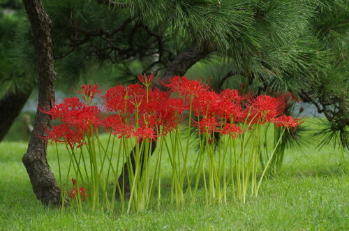 旧芝離宮恩賜庭園にて