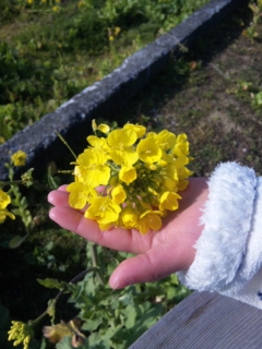 菜の花