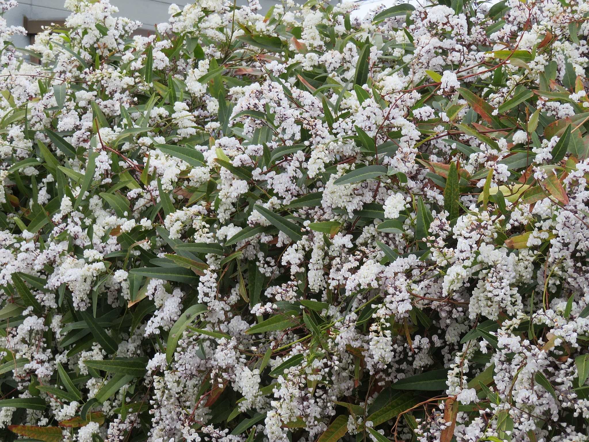家内は少し復活 花はハーデンベルギア だい のひとりごと 楽天ブログ