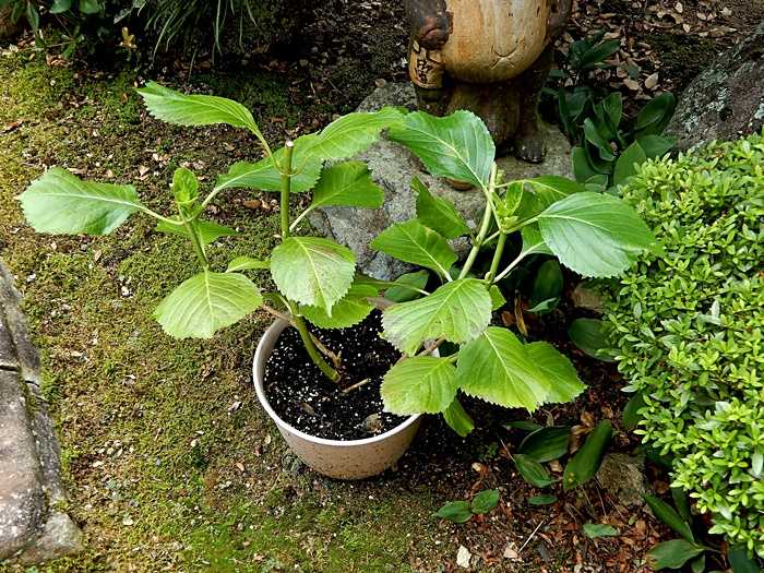 紫陽花の植え替え5