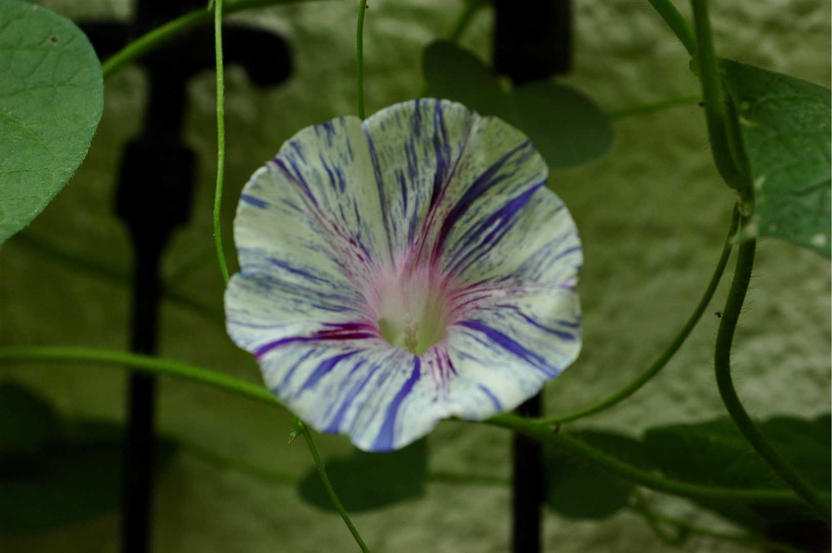 ミレットパープルマジェスティの穂と残念な巨峰 Papuchi Home 楽天ブログ