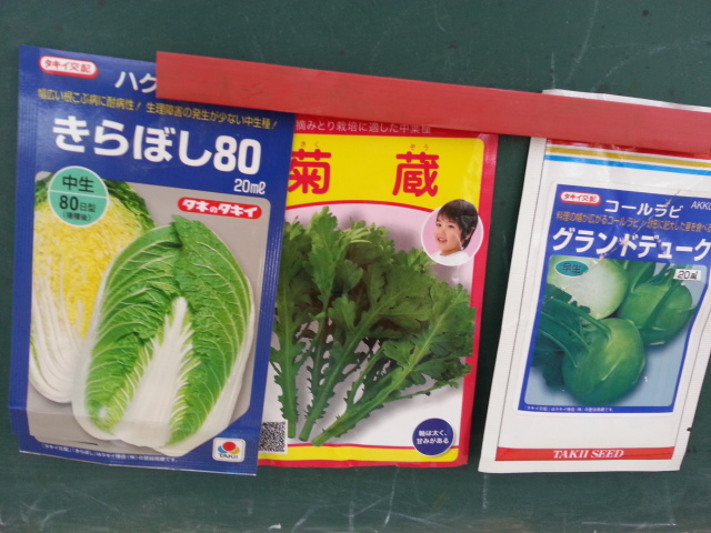 20130824白菜、春菊、ｺｰﾙﾗﾋﾞ.jpg