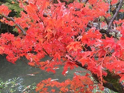 DSC_1949 - コピー.jpg
