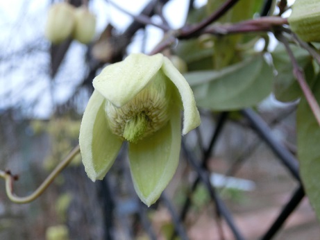 冬咲きクレマチス