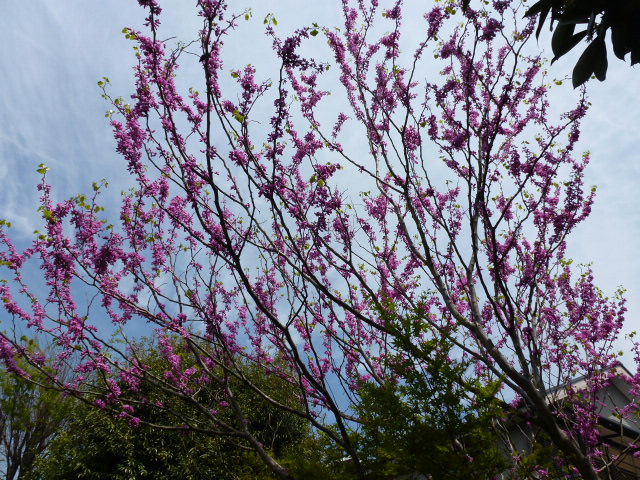 850 花蘇芳