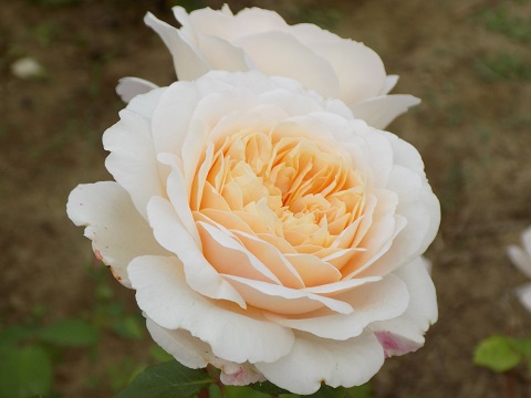DSCN3715.JPG
