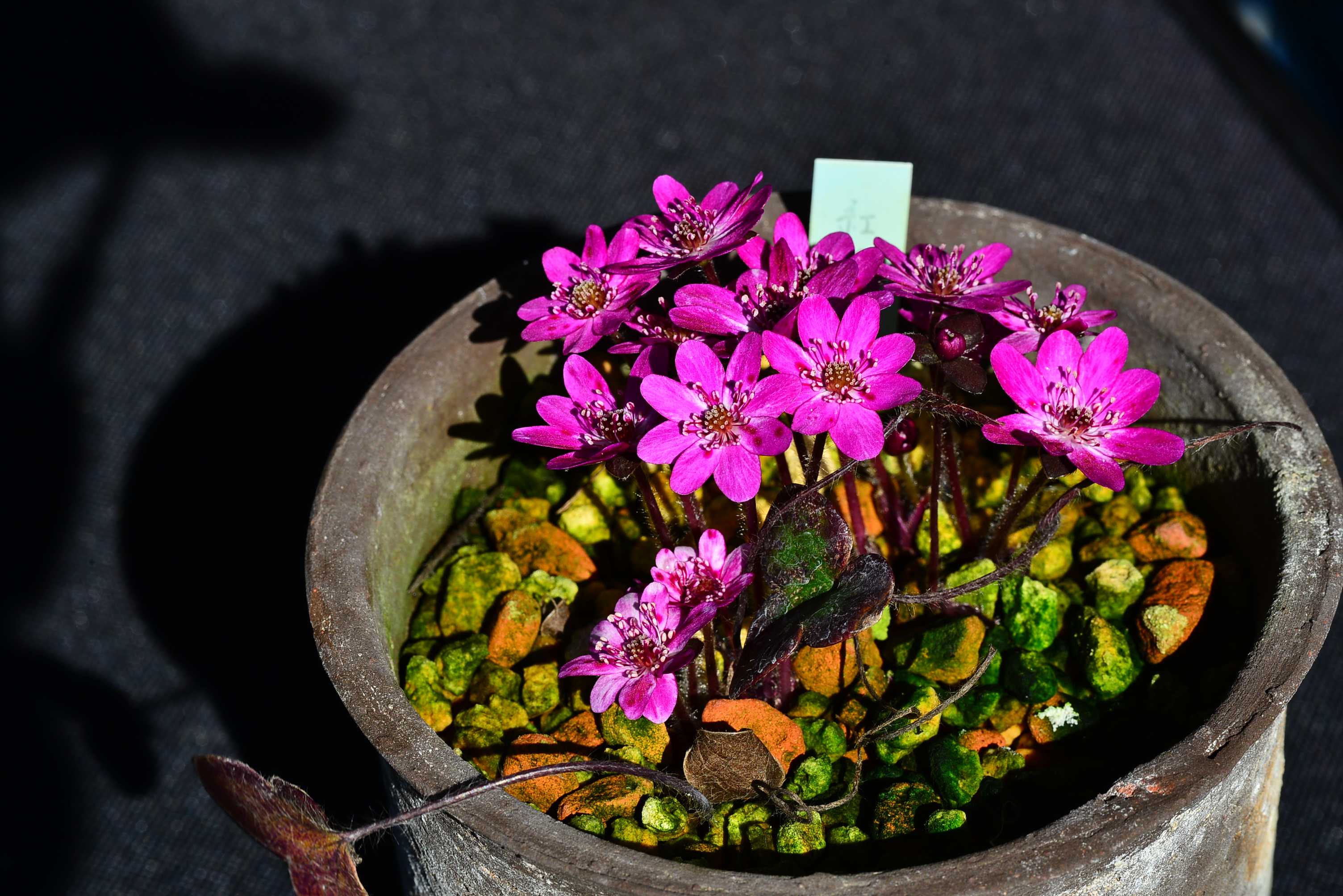 雪割草の花 勝平１２３のブログ 楽天ブログ