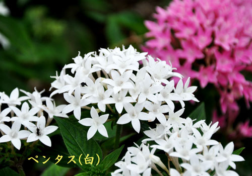 はす２