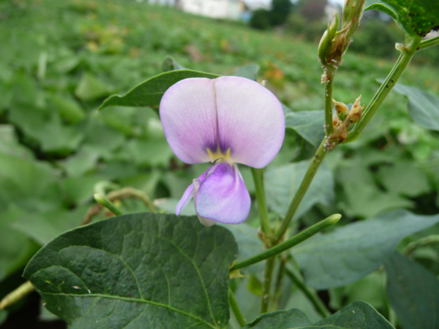 487 隠元豆の花