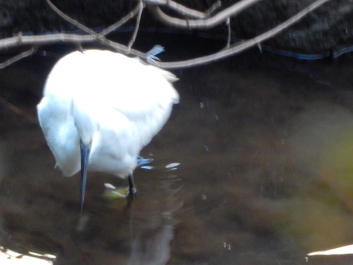 DSCN0065b20160202.jpg