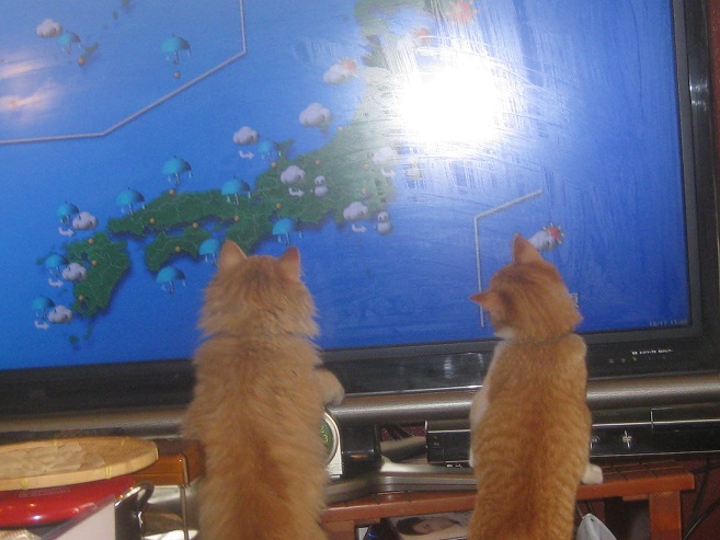 子猫たちはテレビが大好き.jpg