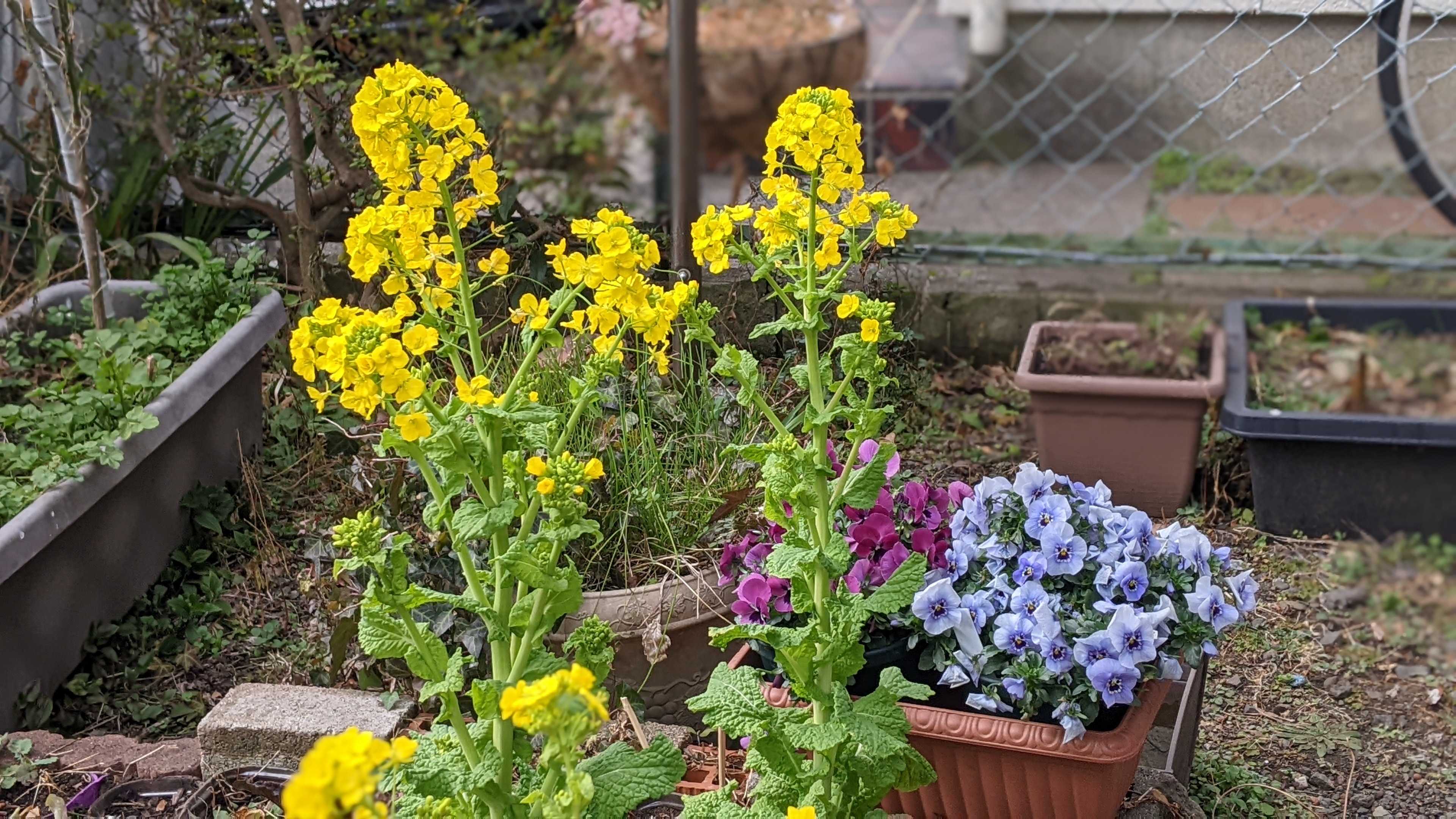 菜の花が大きくなりました｜水耕栽培 | ぐり～んおあしす (Oniwa