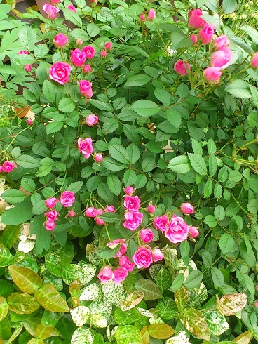 ミニミサキ　2013.5.20A.jpg