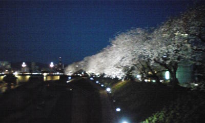 足羽川夜桜7