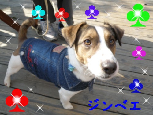 ｼﾞﾝﾍﾞｴ.JPG