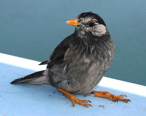 Spodiopsar_cineraceus.jpg
