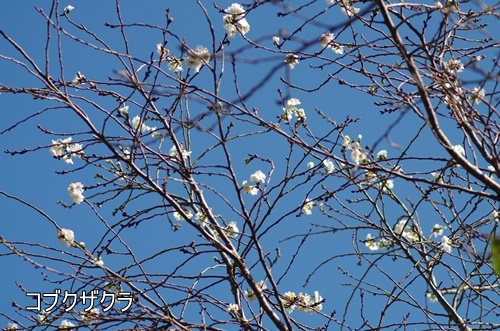 浜離宮恩賜庭園にて